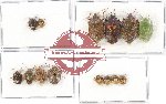 Scientific lot no. 396 Heteroptera (Pentatomidae) (16 pcs - 6 pcs A2)