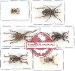 Scientific lot no. 323 Curculionidae (6 pcs - 1 pc A2)