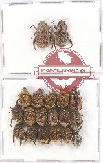 Scientific lot no. 142 Rutelinae (18 pcs A, A-, A2)