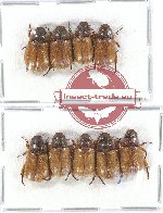 Scientific lot no. 145 Rutelinae (Adoretini) (9 pcs)