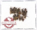 Scientific lot no. 205 Hymenoptera (12 pcs)