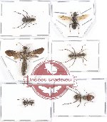 Scientific lot no. 7A Formicidae (6 pcs A, A-, A2)