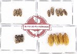 Scientific lot no. 21 Homoptera (15 pcs)