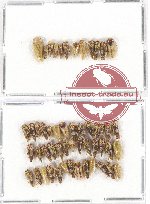 Scientific lot no. 20A Homoptera (52 pcs)