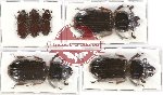 Scientific lot no. 74 Passalidae (6 pcs - 1 pc A2)