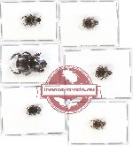 Scientific lot no. 409 Coprophaga (6 pcs)