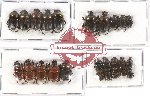 Scientific lot no. 411 Coprophaga (25 pcs A, A-, A2)