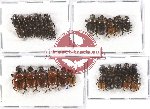 Scientific lot no. 410 Coprophaga (31 pcs)