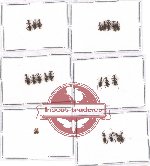 Anthicidae Scientific lot no. 24 (22 pcs)