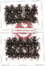 Hybosorinae sc. lot no. 53 (20 pcs)