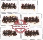 Hybosorinae sc. lot no. 62 (30 pcs)