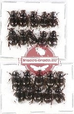 Hybosorinae sc. lot no. 54 (20 pcs)