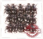 Hybosorinae sc. lot no. 55 (15 pcs A-, A2)