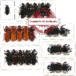 Scientific lot no. 60A Passalidae (19 pcs A, A-, A2)