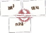 Scientific lot no. 152 Hymenoptera (15 pcs)