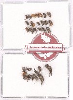 Scientific lot no. 30 Mordellidae (30 pcs)