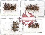 Scientific lot no. 64 Anthribidae (17 pcs)