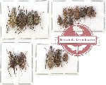 Scientific lot no. 65 Anthribidae (19 pcs)