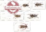 Scientific lot no. 66 Anthribidae (5 pcs - 1 pc A2)