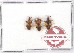 Scientific lot no. 358 Heteroptera (3 pcs)