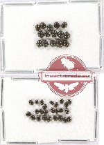 Scientific lot no. 194 Chrysomelidae (40 pcs)