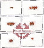 Scientific lot no. 189 Chrysomelidae (Cryprocephalini) (15 pcs)