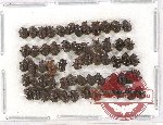 Scientific lot no. 192 Chrysomelidae (60 pcs)