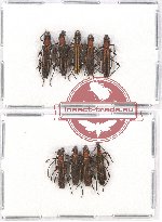 Scientific lot no. 73 Cerambycidae (9 pcs - 4 pcs A2)