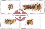 Scientific lot no. 72 Cerambycidae (17 pcs A, A-, A2)