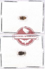 Scientific lot no. 2 Rhipiphoridae (2 pcs - 1 pc A2)