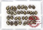 Dermestidae Scientific lot no. 7 (35 pcs)