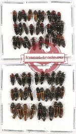 Scientific lot no. 75 Elateridae (60 pcs)