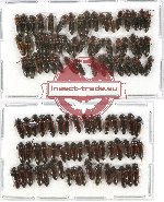 Scientific lot no. 77 Elateridae (98 pcs)