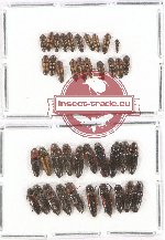 Scientific lot no. 73 Elateridae (40 pcs)