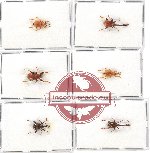 Scientific lot no. 28 Attelabidae (6 pcs A, A-, A2)