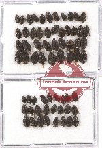 Scientific lot no. 64 Nitidulidae (65 pcs)