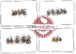 Scientific lot no. 287 Curculionidae (18 pcs)