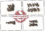 Scientific lot no. 284 Curculionidae (33 pcs)