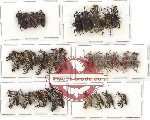 Scientific lot no. 289 Curculionidae (36 pcs)