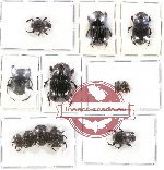 Scientific lot no. 377 Coprophaga (12 pcs)