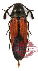 Agonischius sp. 1