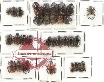 Scientific lot no. 379 Coprophaga (36 pcs)