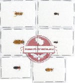 Scientific lot no. 61 Cleridae (6 pcs)