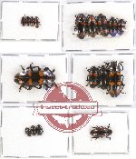 Scientific lot no. 39 Erotylidae (17 pcs)