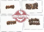 Scientific lot no. 75 Staphylinidae (60 pcs)