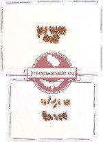 Scientific lot no. 81 Staphylinidae (35 pcs)
