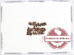 Scientific lot no. 78 Staphylinidae (44 pcs)