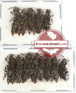 Scientific lot no. 77 Staphylinidae (13 pcs)