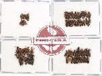 Scientific lot no. 79 Staphylinidae (66 pcs)