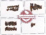 Scientific lot no. 76 Staphylinidae (65 pcs)